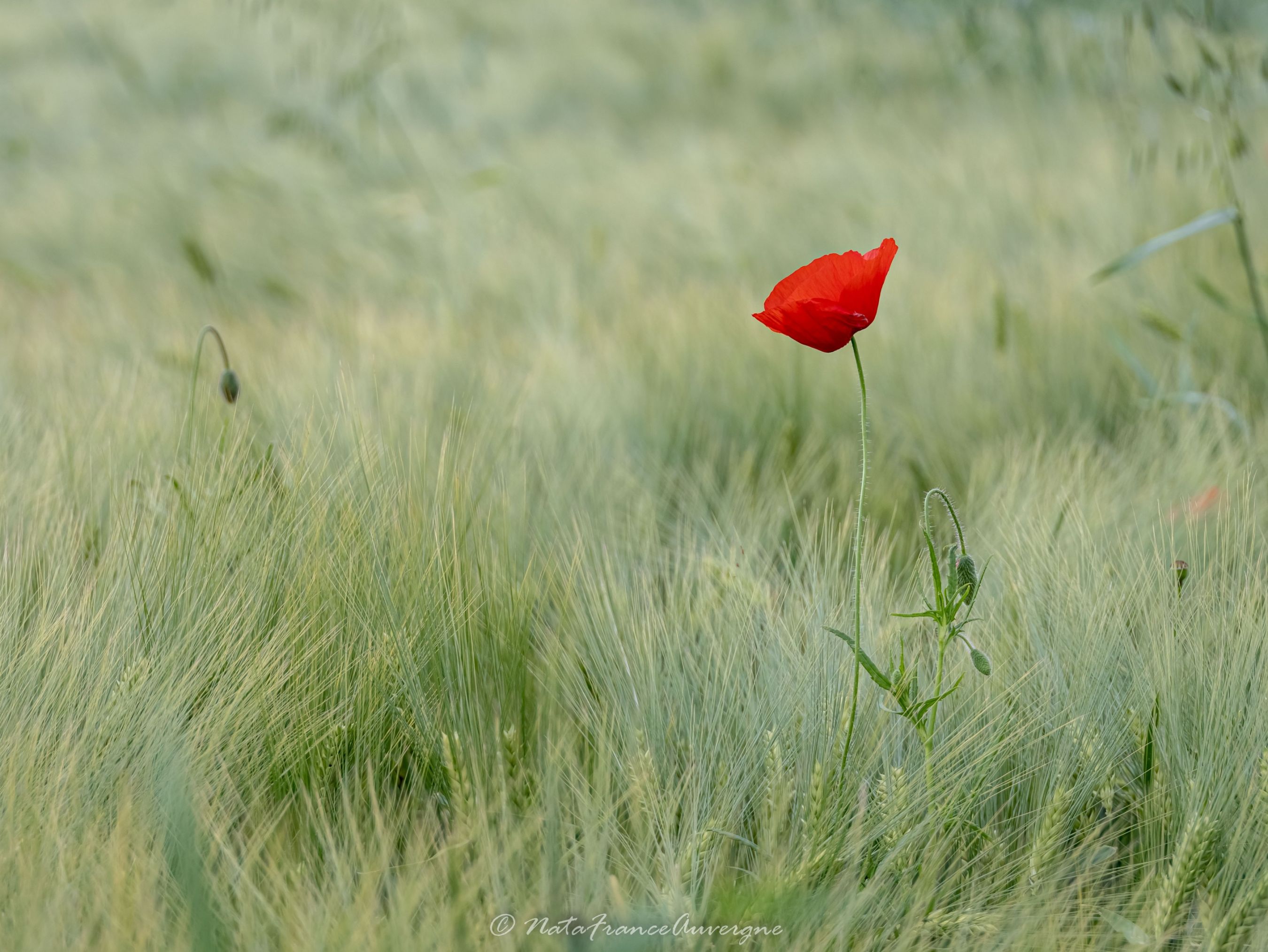 mai 2023 by @NataFranceAuvergne-8414